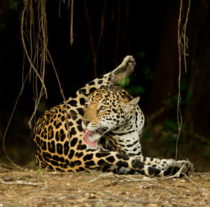 jaguar